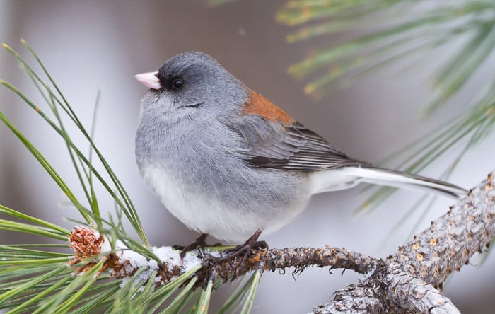 Bird Photography Basics (How to Take Great Photos of Birds)