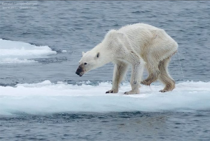 Dying Polar Bear -&nbsp;Kerstin Langenberger (2015) 