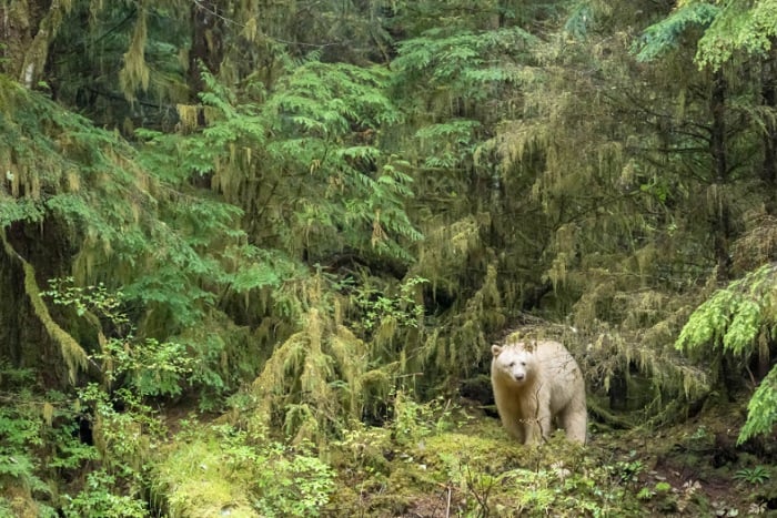 Bear in the woods