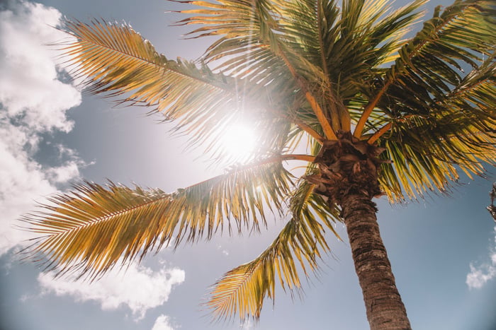 What is Lens Flare Photography? (And Its Creative Uses)