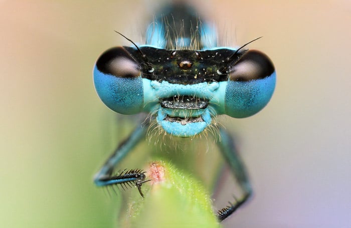 The Best Macro Lens for Photographers in 2026 (Updated)