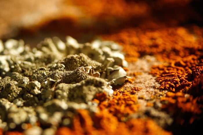 Macro Photography Ideas You Should Try Today