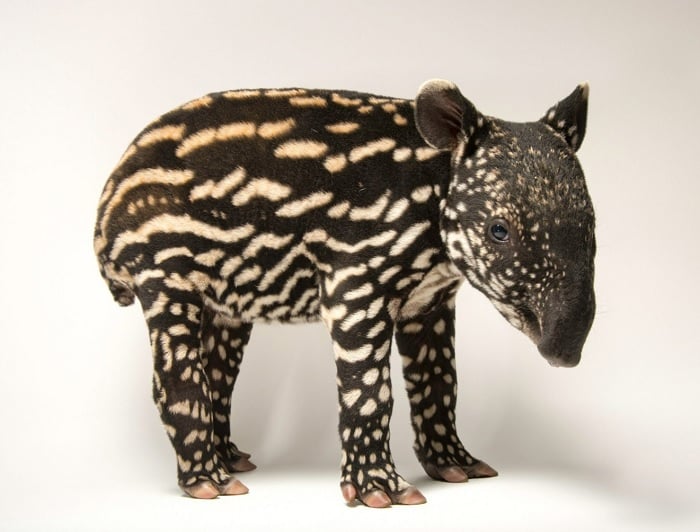 Baby Malayan Tapir