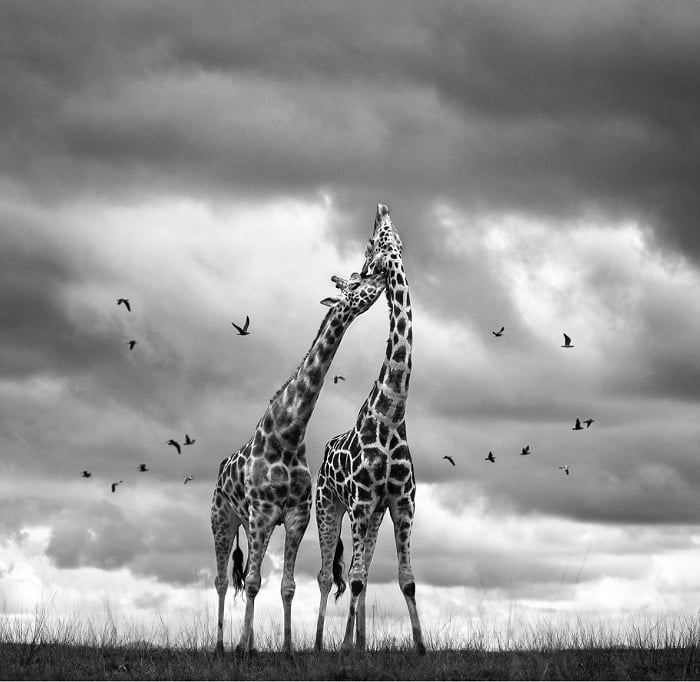 Black and white image of two giraffes