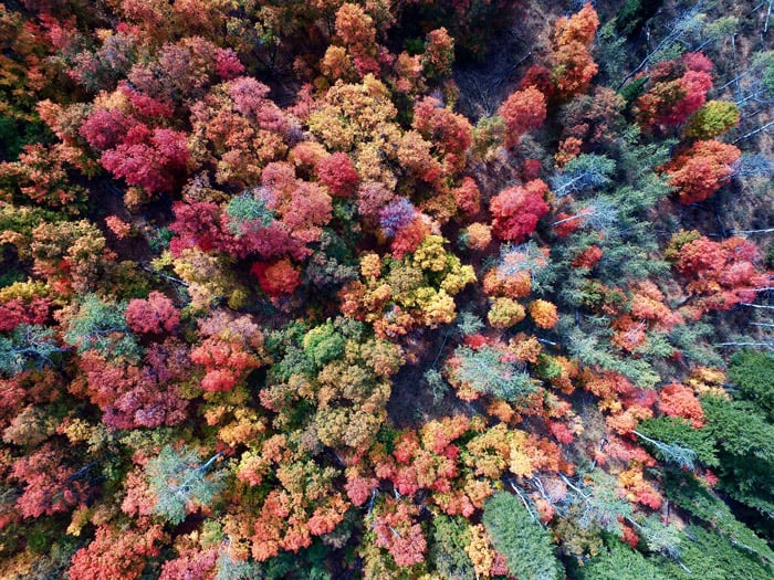 An aerial photo of trees in a forest - photography themes