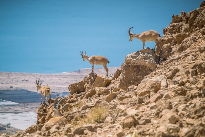 A wildlife shot of mountain goats 