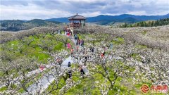 三明建宁：“花海跑”跑进最美春天