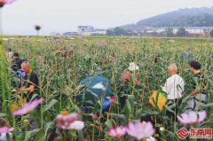 闽味里的大食物观南平建瓯：万亩玉米含“金”