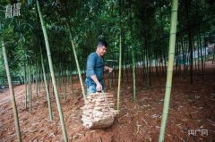 三明市十大特色美食有机笋背后的“锅圈路径