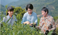 头雁故事林秀娟：在助力茶产业发展的赛道上精