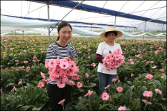 福建的四季芳华！带你走进福建鲜切花产地三